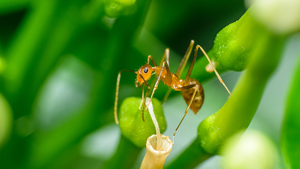 pharaoh ant on plant