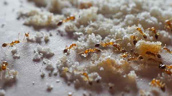 pharaoh ants craling through crumbs in a kicthen