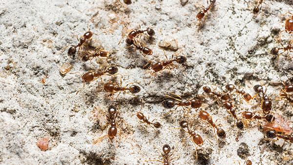 pharaoh ants on driveway