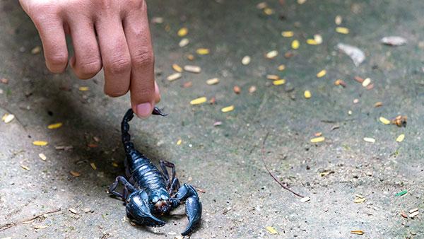 picking up a scorpion