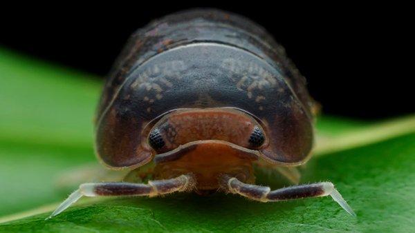up close image of a pill bug on a green leaf