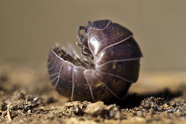 a pill bug rolled up in the dirt