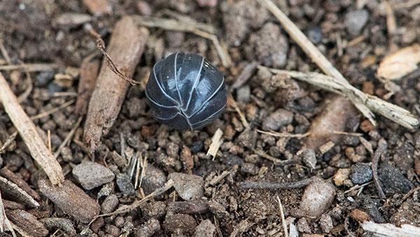 pill bug rolled up on ground