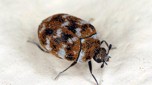 carpet beetle on the floor