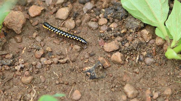 centipedes and millipedes