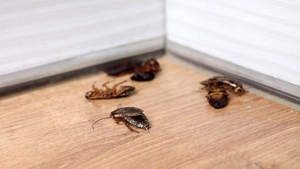 dead roaches in a home