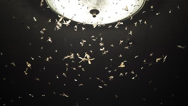 flying termites around light
