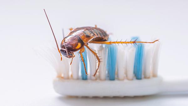german cockroach on a toothbrush