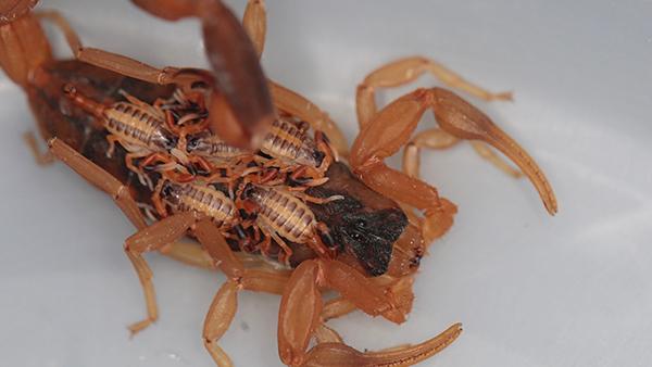 full scorpion in katy