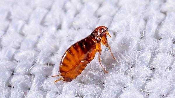 flea jumping on fabric