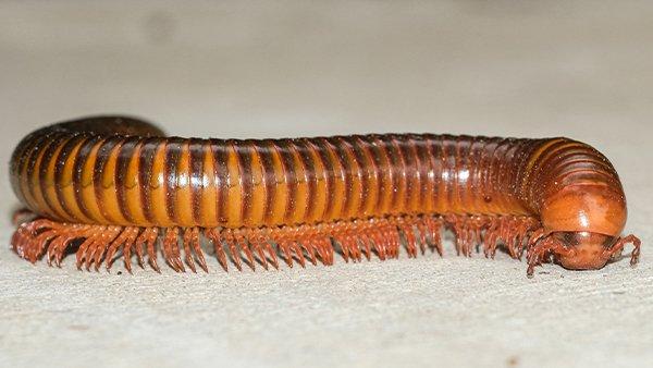 millipede crawling on the ground