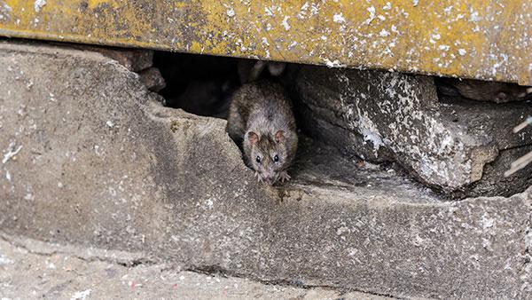 rat in home foundation