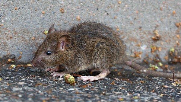 a rat next to cement wall