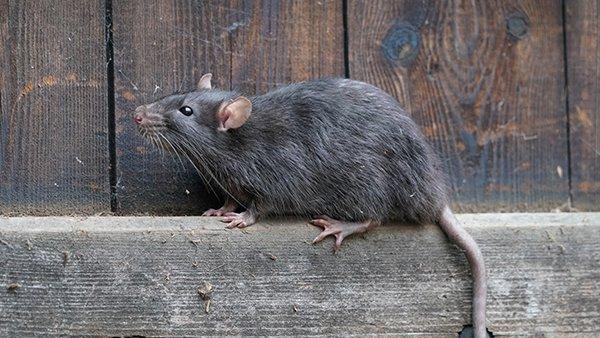 a rat on wooden fence