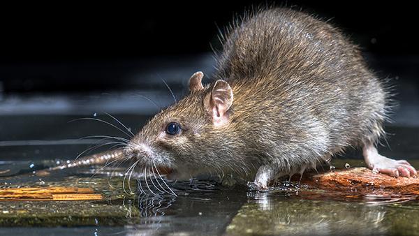 rat in rainwater outside