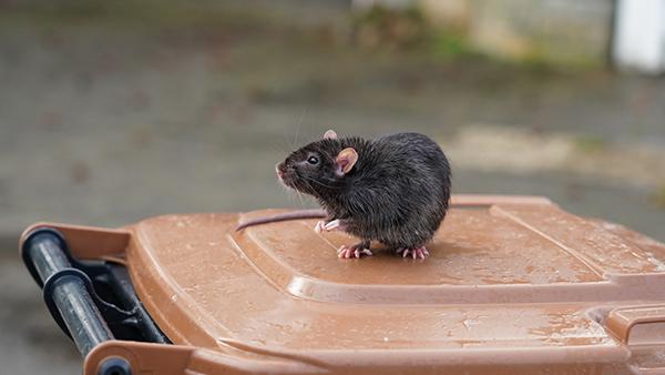 rats on trash can
