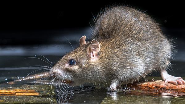 https://cdn.branchcms.com/ya69aRZ1o4-1402/images/blog/rat-outside-in-water-puddle.jpg