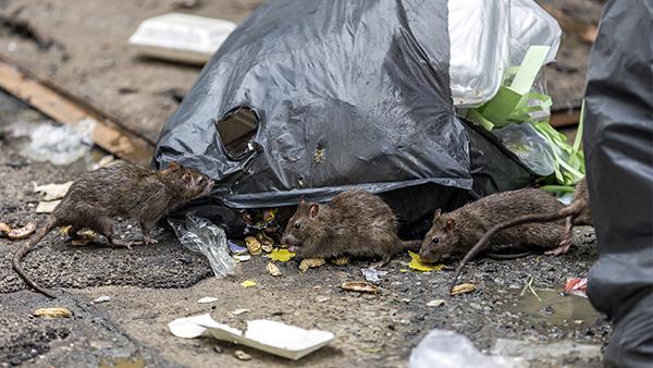 rats digging through trash