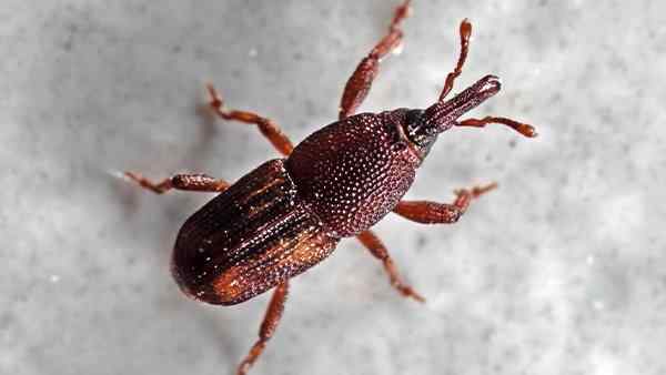 a rice weevil in a food pantry