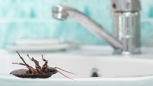 cockroach dead in a bathroom