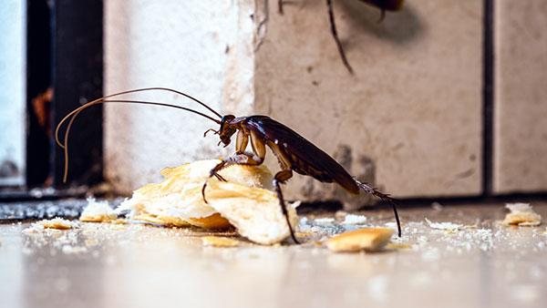 a cockroach in a kitchen