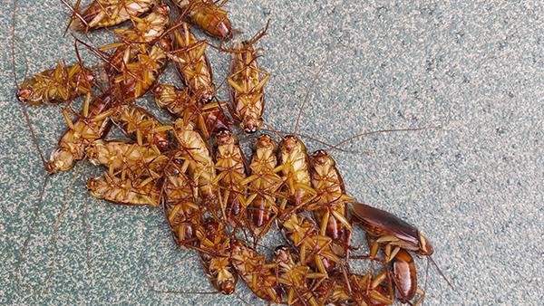 roaches dead in home