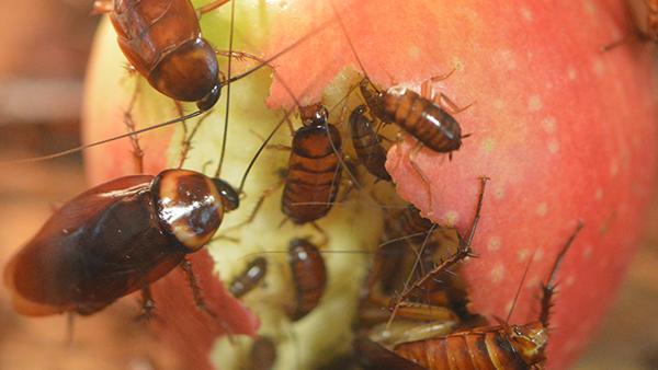 cockroaches swarming a fruit