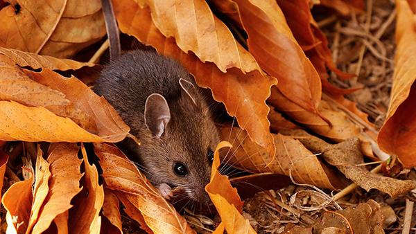 rodent in leaves