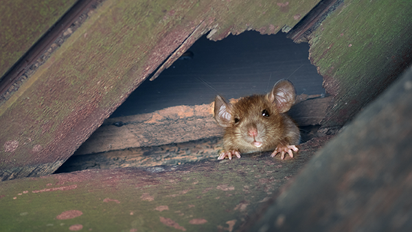 a small mouse peeking through a broken piece of wood in a home