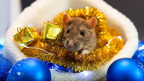 rodents in holiday decor