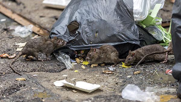 rats in trash