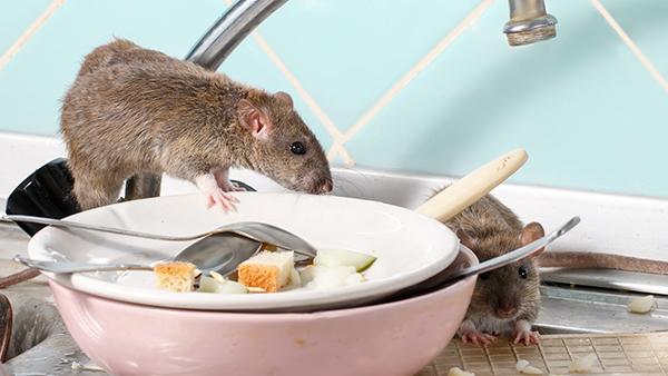 rodent on sink