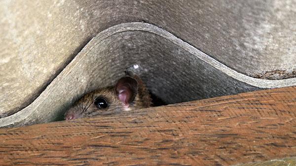 roof rat peaking through crevice