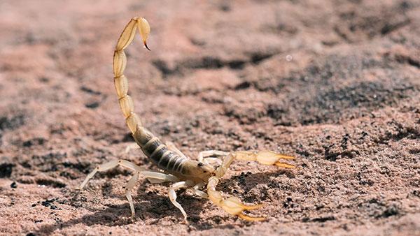 scorpion in sand