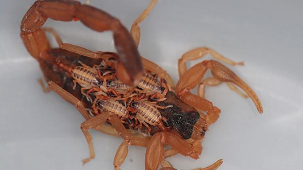 scorpion in sink bowl