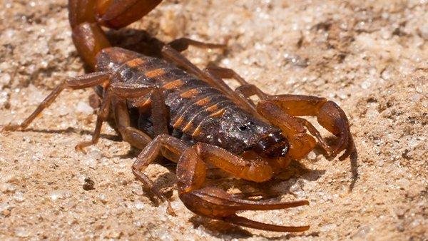 a scorpion crawling on dirt