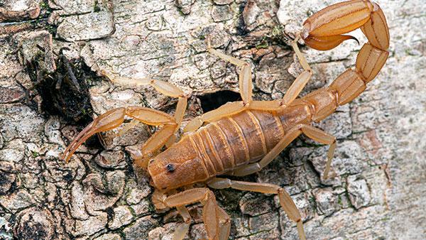 a scorpion on a tree
