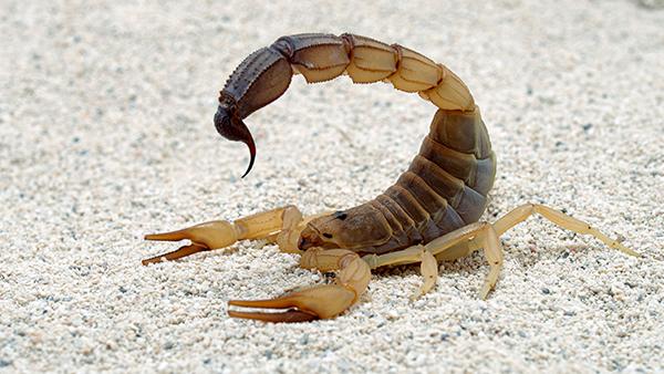 a scorpion crawling on a gravel driveway