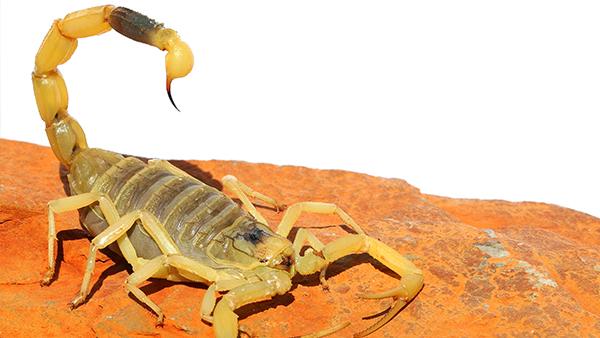 scorpion on rock