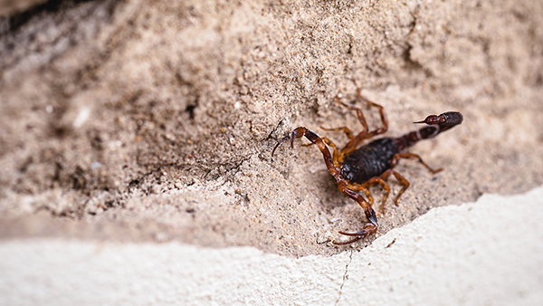 a scorpion crawling on a rock