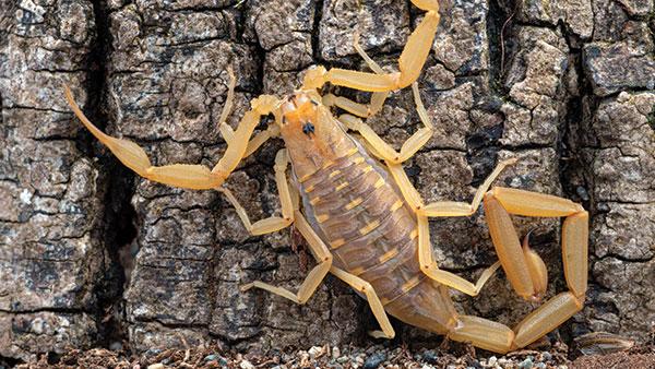up close image of a scorpion climbing on a tree