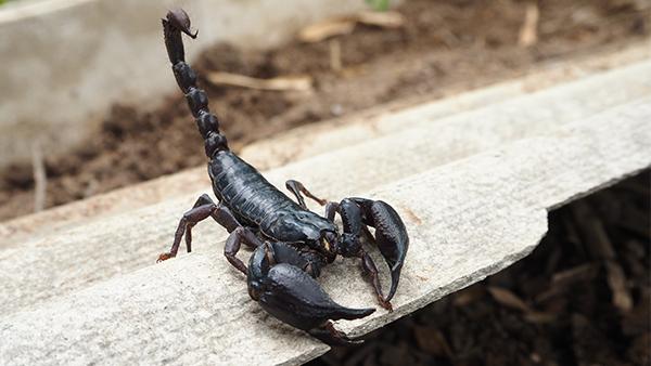 scorpion on wood plank