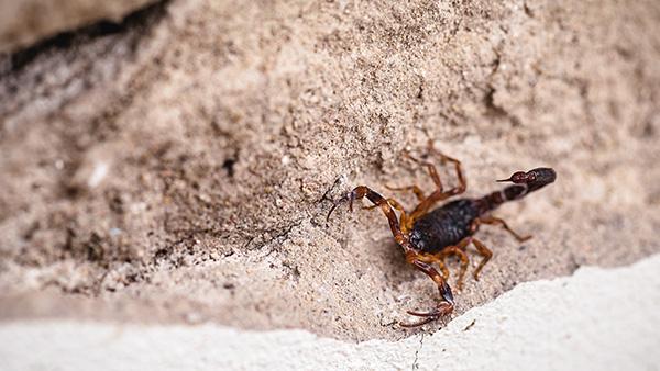 scorpion outside on rock