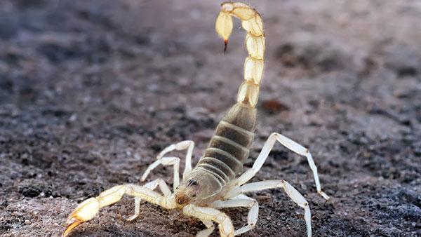 scorpion outside