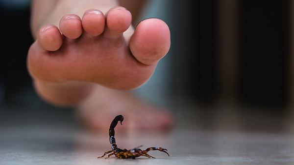 scorpion under foot