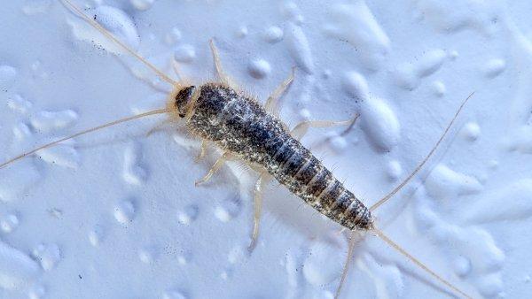 Blog - Plano's Ultimate Silverfish Prevention Guide