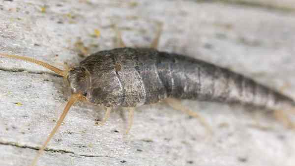 silverfish crawling on a wooden surface