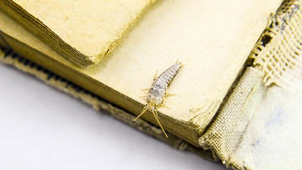 a silverfish crawling on an old book