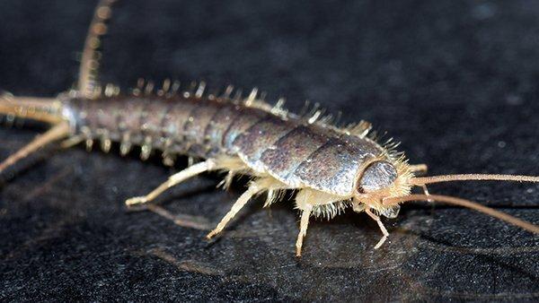 silverfish on counter