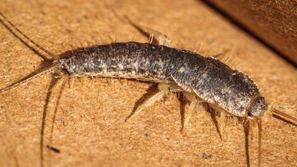 an up close image of a silverfish crawling on a basement floor